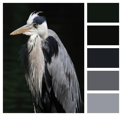 Grey Heron Heron Bird Image